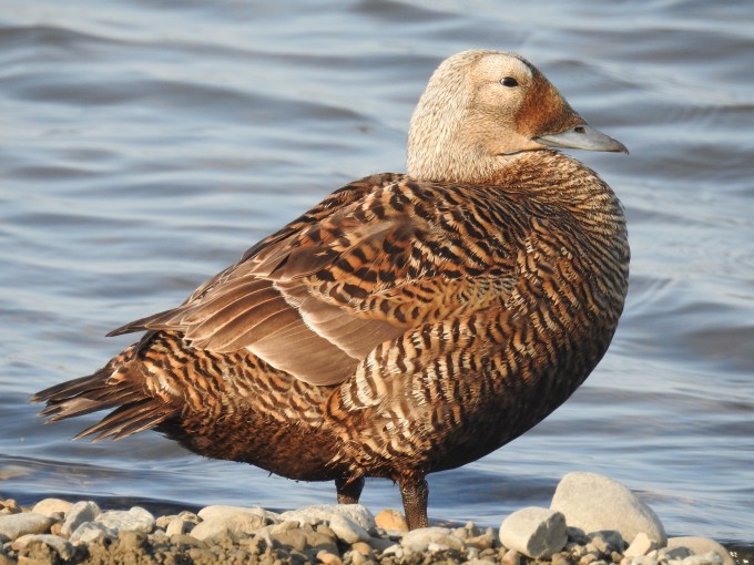 Spectacled Eider, Deadhorse, Dalton Highway, AK