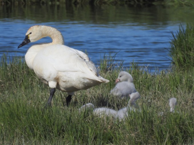 Tundra Swan with chicks, Dalton Highway, AK