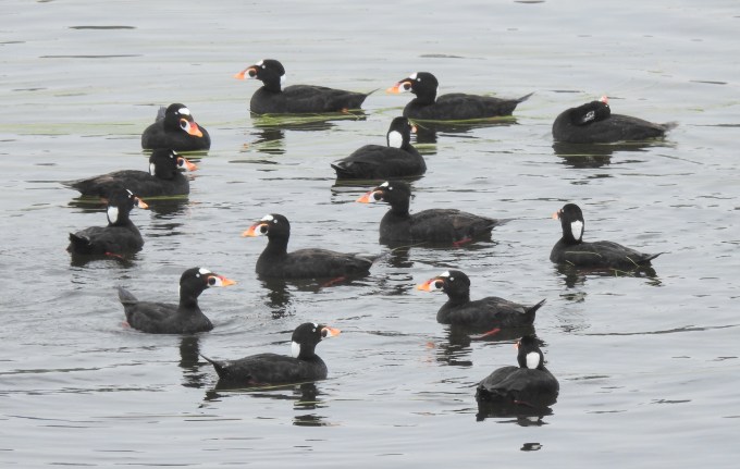 Surf Scoters, Dempster Highway, YT