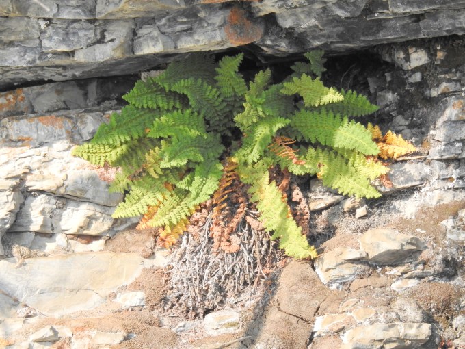 Dryopteris fragrans, Dempster Highway, YT