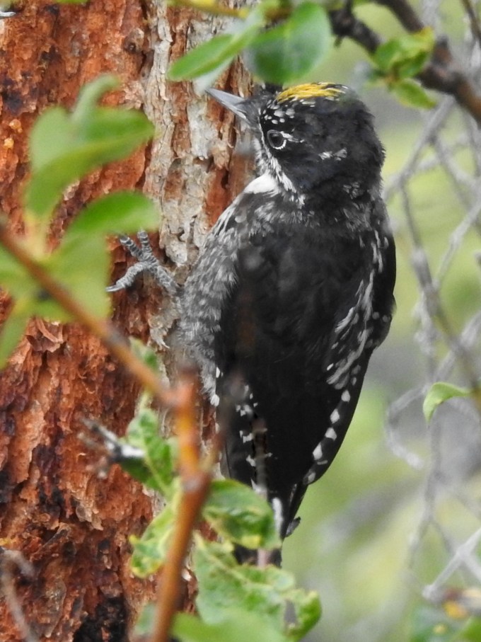 Three-toed Woodpecker, Sapper Hill, Dempster Highway, YT