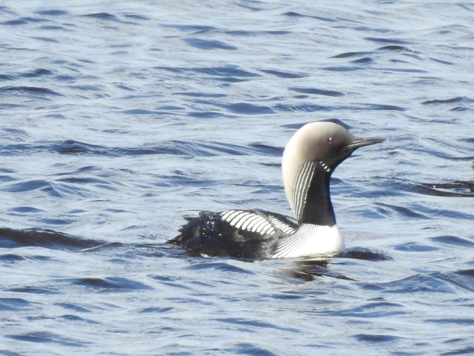 Pacific Loon, Dempster Highway, NWT
