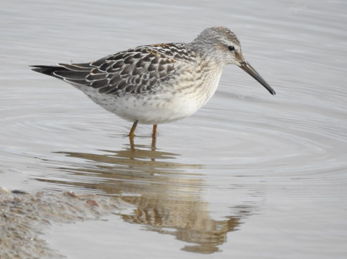 Stilt Sandpiper, Tuktoyaktuk, NWT