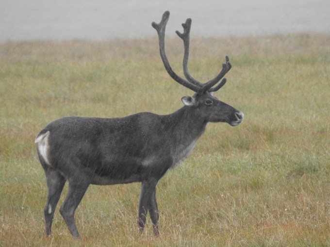 Caribou, Richardson Mountains, Dempster Highway, YT