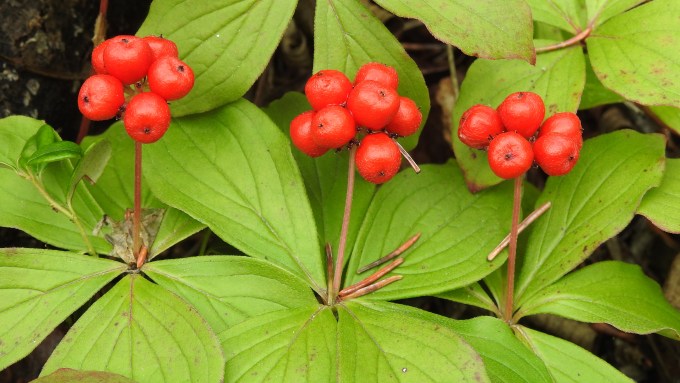 Cornus canadensis, North Klondike Highway, YT