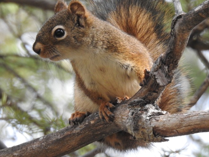 Red Squirrel, North Klondike Highway, YT