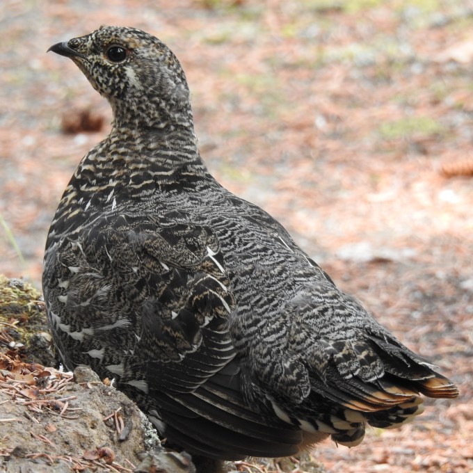 Spruce Grouse, North Klondike Highway, YT