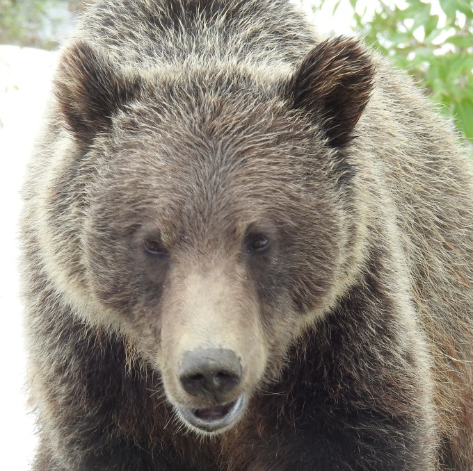 Grizzly Bear, Alaska Highway, BC