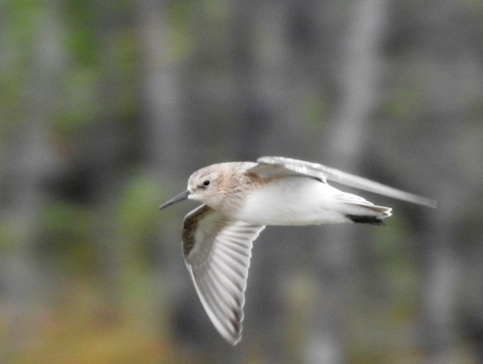 Baird's Sandpiper, juvenal, Alaska Highway, BC
