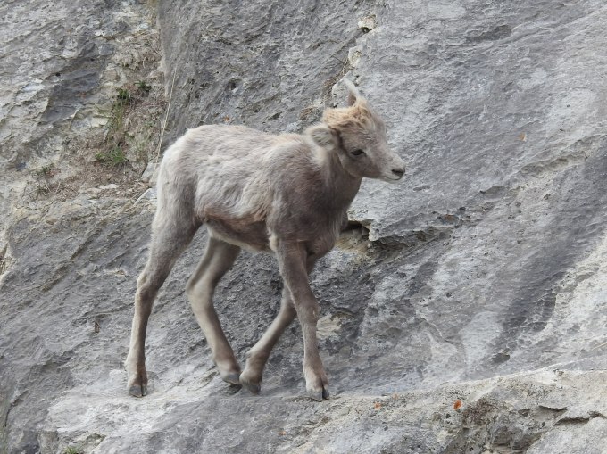 Bighorn Sheep, Jasper NP, AB