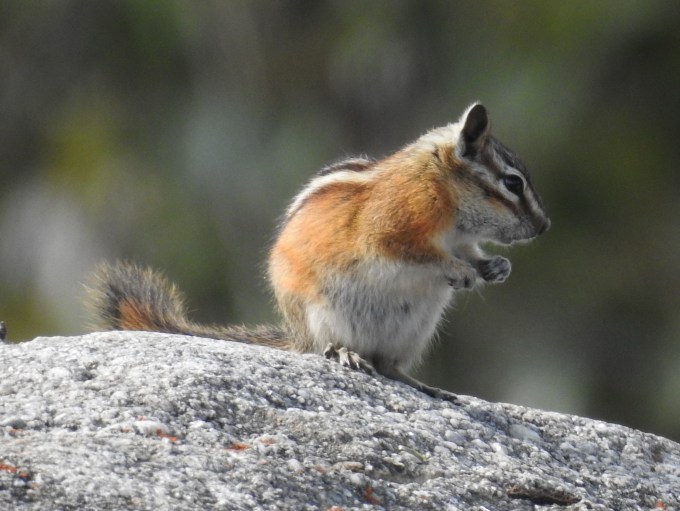 Yellow-Pine Chipmunk, Jasper NP, AB