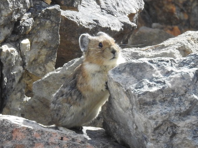 American Pika, Bow Lake, Banff NP, AB