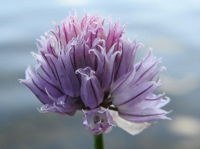Allium schoenoprasum, Native Species #10,000, Waterton Lakes NP, AB