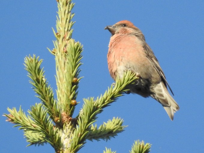 Cassia Crossbill, South Hills, Cassia Co., ID