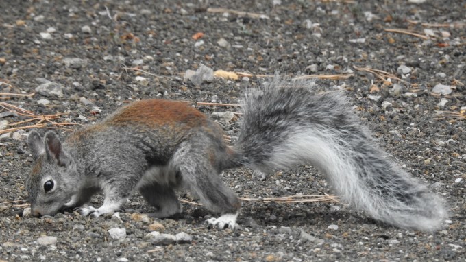 Tassel-eared Squirrel, Sunset Crater NM, AZ
