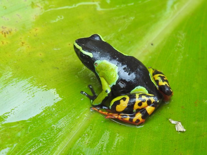 Madagascar or Baron's Mantella, Ranomafana NP, Madagascar