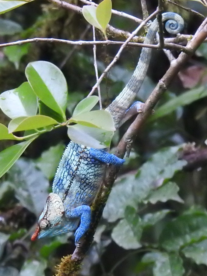 Blue-legged Chameleon, Ranomafana NP, Madagascar