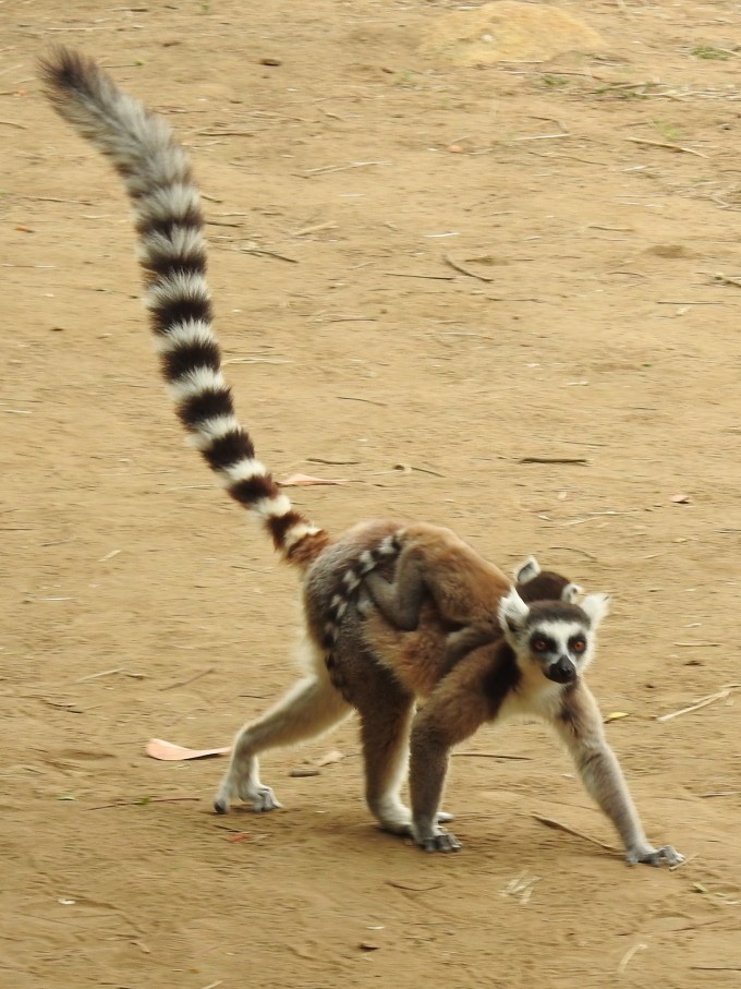 Ring-tailed Lemur, Ambalavao Park, off RN7, Madagascar