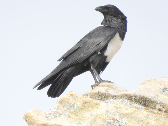 Pied Crow, Jardin du Roi, near Isalo NP, Madagascar