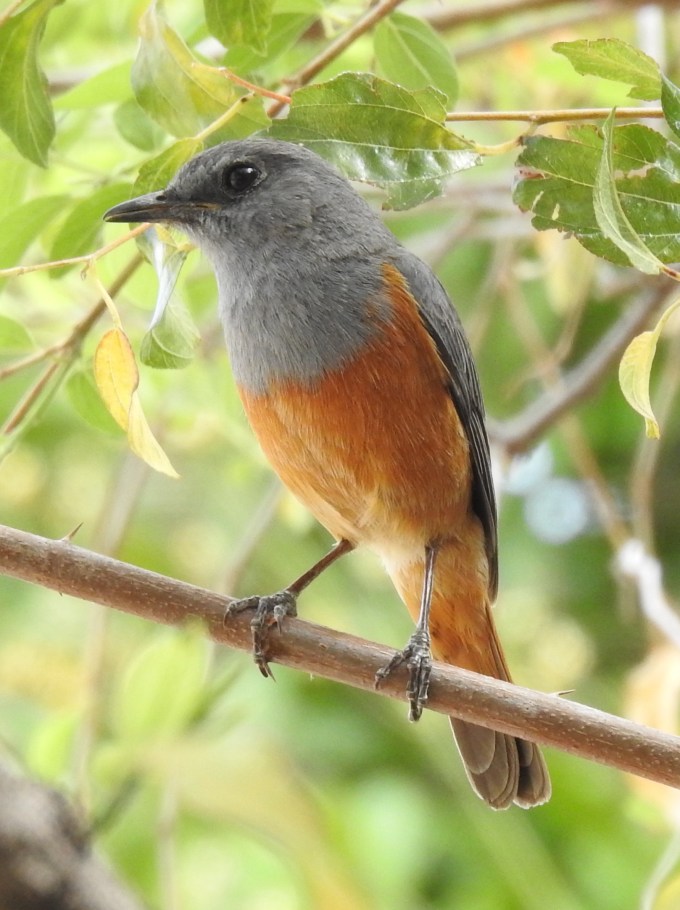 "Benson's" Forest Rock Thrush, Isalo NP, Madagascar