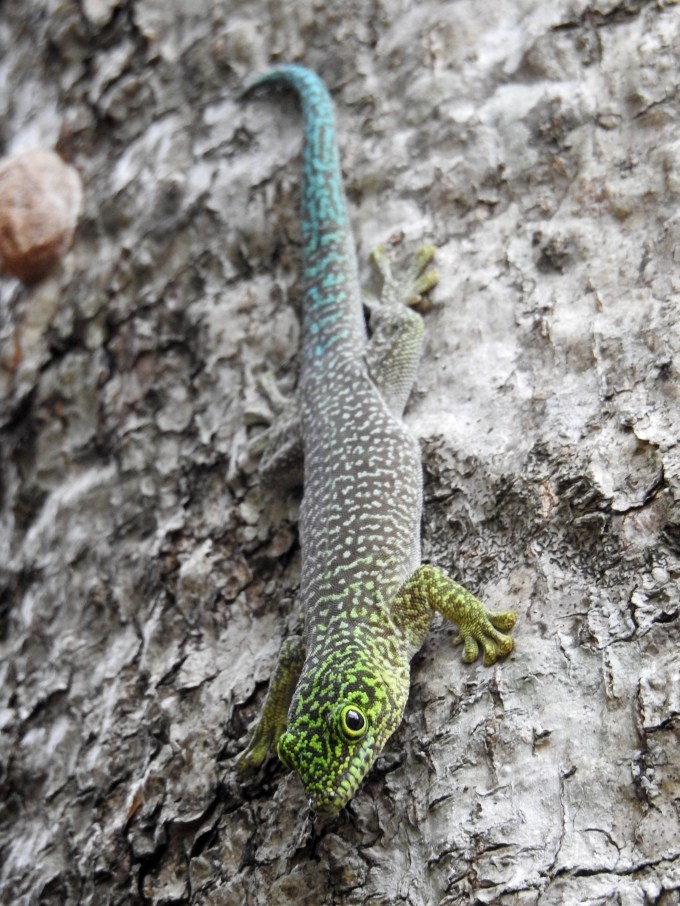 Standing's Day Gecko, Zombitse NP, Madagascar