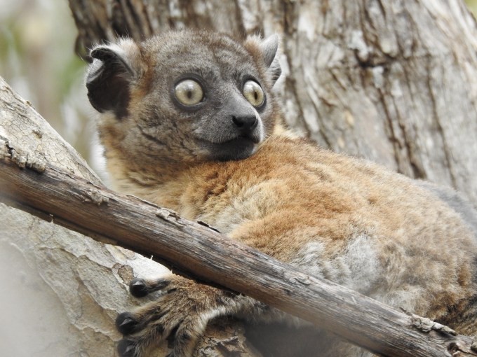 Zombitse Sportive Lemur, Zombitse NP, Madagascar