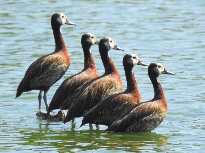 White-faced Whistling-Duck, Lac Alarobia, Tana, Madagascar