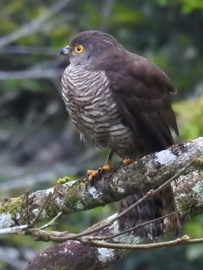 Francis' Sparrowhawk, Perinet, Madagascar