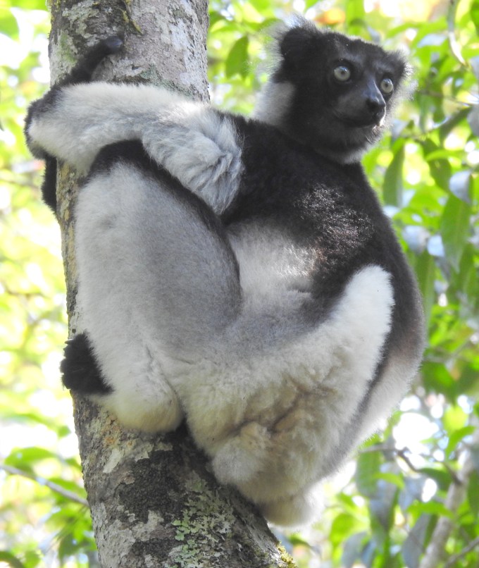 Indri, Andasibe NP, Madagascar