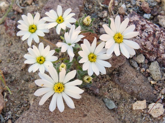 Monoptilon bellioides, West Unit, Saguaro NP, AX