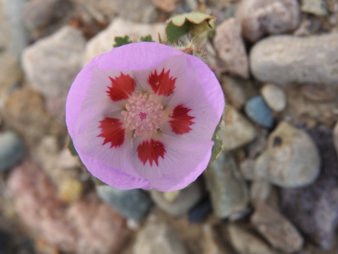 Eremalche rotundifolia, Death Valley NP, CA