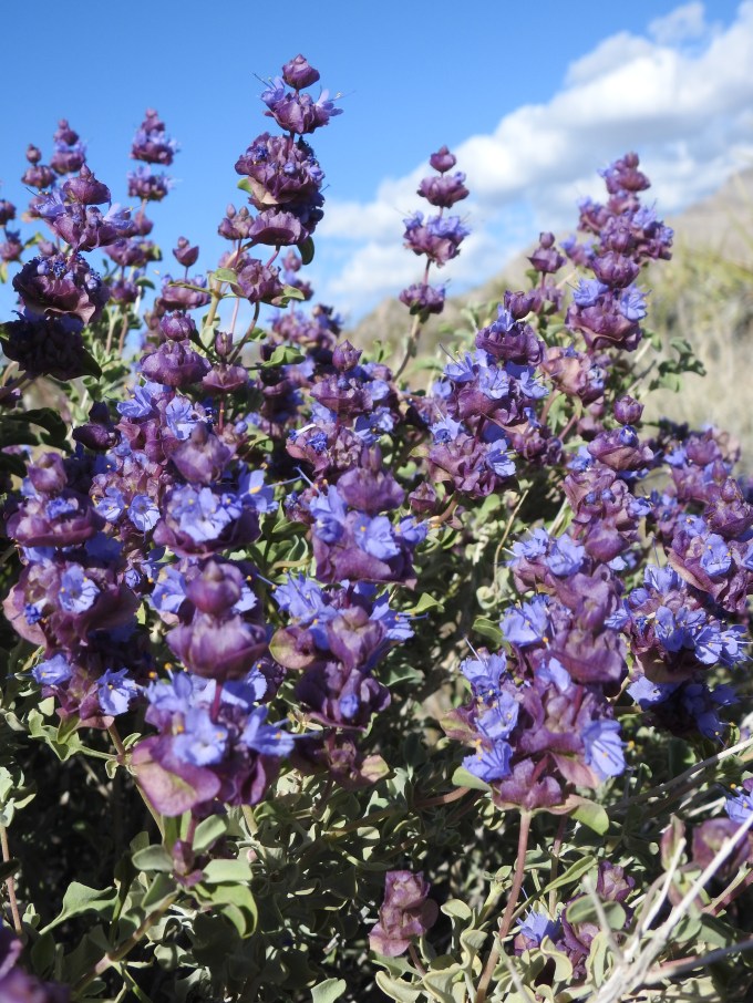 Salvia dorrii dorrii, Gold Butte NM, NV