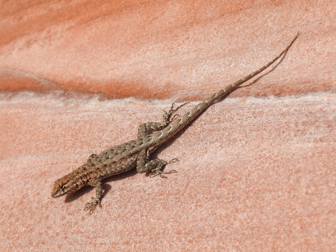 Sagebrush Lizard, Gold Butte NM, NV