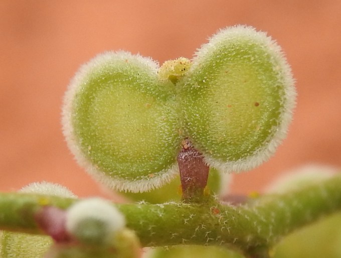 Dithyrea californica, Gold Butte NM, NV