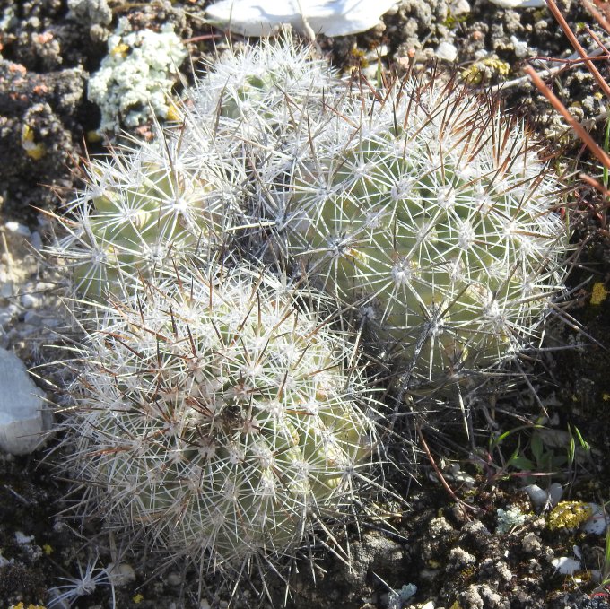 Pediocactus sileri, White Dome TNC Preserve, UT