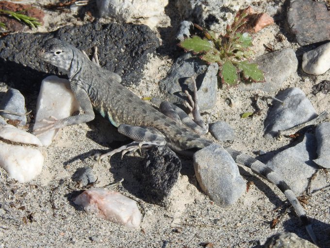 Zebra-tailed Lizard, Panamint Dunes, Death Valley NP, CA