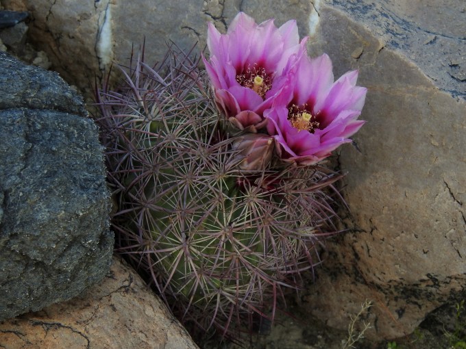 Echinomastus johnsonii, Desert Emigrant Pass, Inyo Co, CA