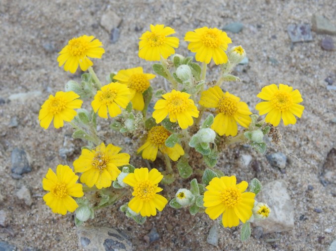 Eriophyllum wallacei, Excelsior Mine Rd, Kingston Mtns, CA