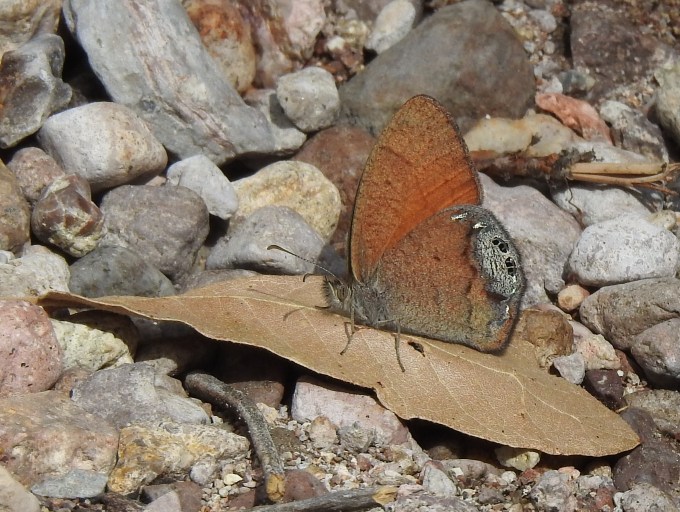 Canyonland Satyr, Cave Creek Cyn, Chiricahua Mtns, AZ