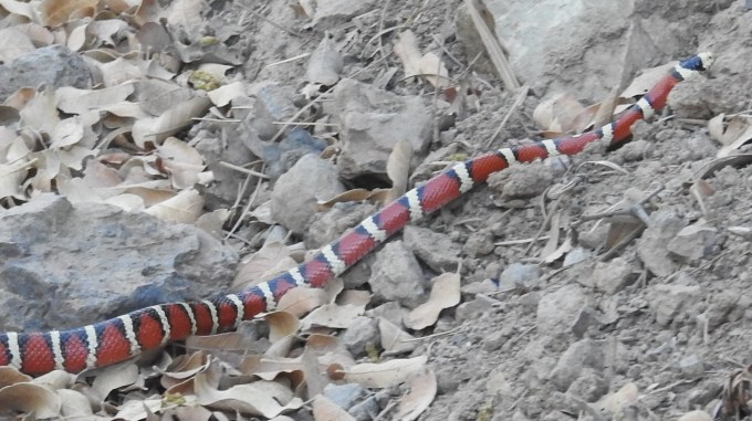 Sonoran Mountain Kingsnake, FR 42, Chiricahua Mtns, AZ