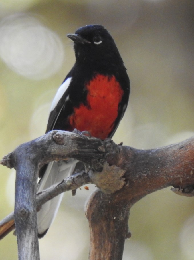 Painted Redsstart, Miller Cyn, Huachuca Mtns, AZ
