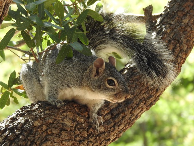 Arizona Gray Squirrel, Ash Cyn Bird Sanctuary, Huachuca Mtns, AZ