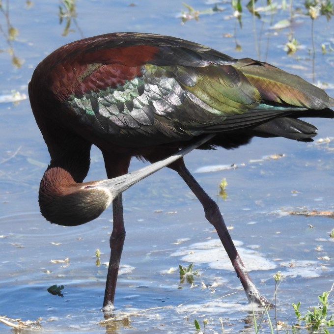 White-faced Ibis, near Stillwater NWR, NV