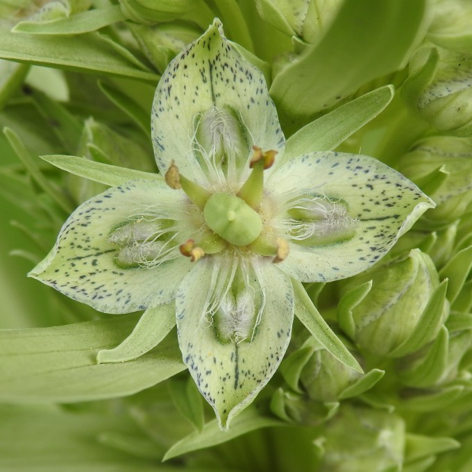 Frasera speciosa, Fish Lake Cpgd, Steens Mtn, OR