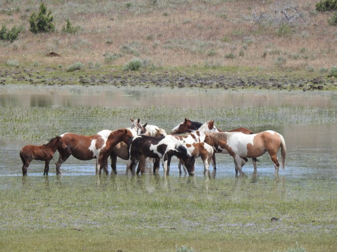 Feral Horses, South side Steens Mtn Loop Road, OR