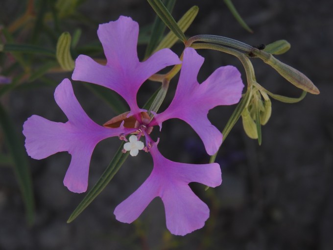 Clarkia pulchella, Steens Mtn, OR