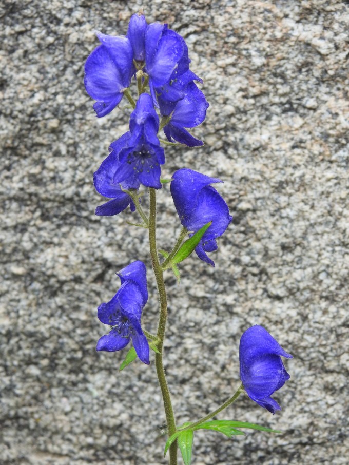 Aconitum columbianum, South Mineral Creek, San Juan Mountains, CO