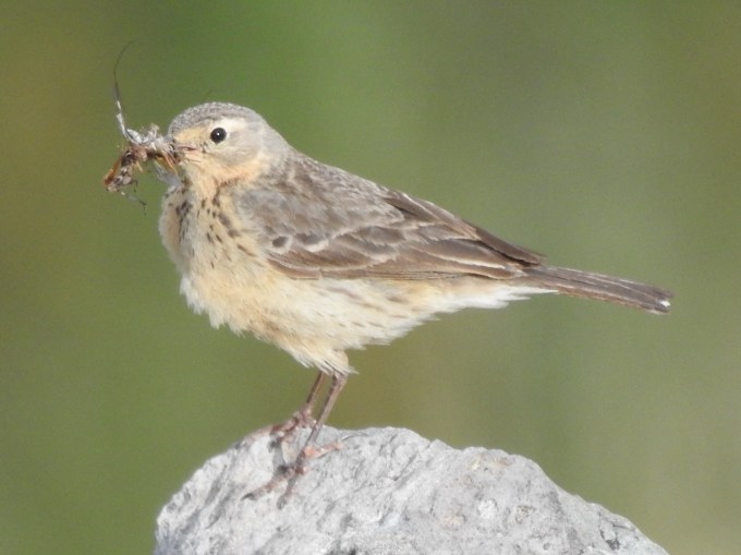 Water Pipit, Porphyry Basin, San Juan Mountains, CO