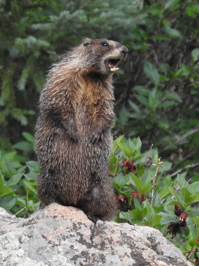 Yellow-bellied Marmot, Gunnison Pass Trail, Crested Butte, CO
