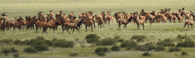 Herd of ca 270 Elk, High Creek Fen TNC Preserve, South Park, CO